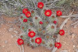 Claret cup cactus [mon apr 29 08:17:18 mdt 2019]